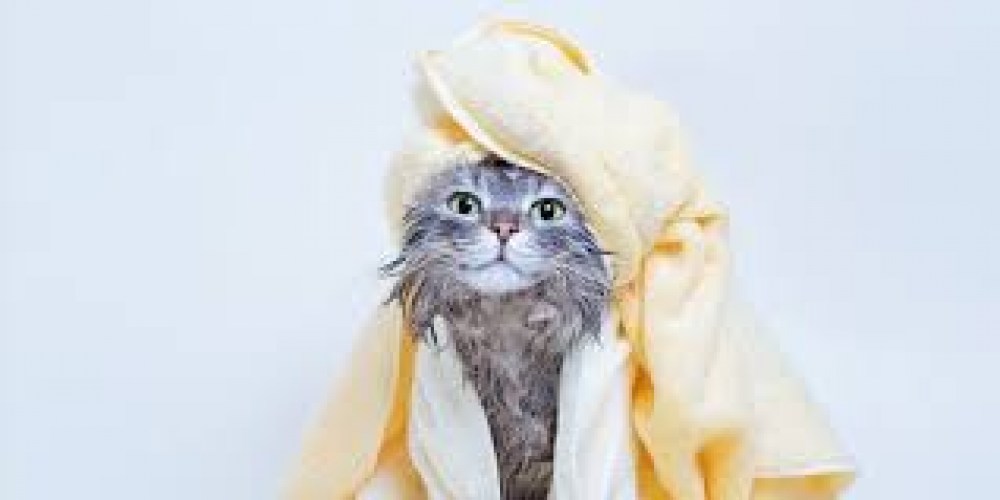 šampon za mačiće